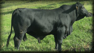 80603 - Ronny